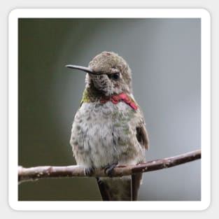 Hummingbird upclose Sticker